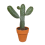 Opuntia consulea in terracotta sierpot